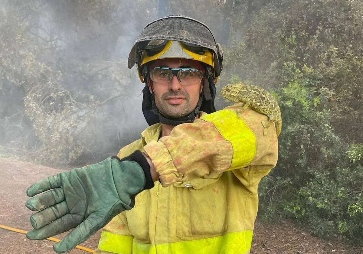 Rescate de un camaleón de las llamas del incendio de Puerto Real