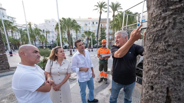 El Ayuntamiento sustituirá una palmera en mal estado en la plaza San Juan de Dios por riesgo de caída