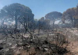 Experto en ecología del fuego afirma que «el desastre ecológico» en Puerto Real «no lo es tanto»