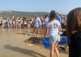'Aurorita' y otras cuatro tortugas bobas más regresan al mar tras ser liberadas en la playa de Bolonia