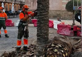 Retiran otra palmera podrida de la Plaza Fragela de Cádiz ante el riesgo de caída