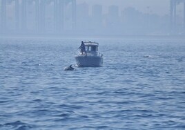 Verdemar ve «amenazado» al delfín común en la Bahía de Algeciras a causa de la «pesca deportiva ilegal»