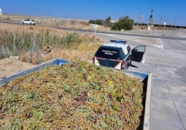 Intervienen casi 4.000 litros de vino y 3.000 kilos de uva externos a la vendimia en el Marco de Jerez