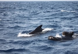 Los navegantes toman la justicia por su mano y empiezan a atacar a las orcas