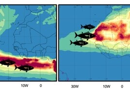 El polvo del Sáhara influye en la migración y pesca del atún listado del Atlántico
