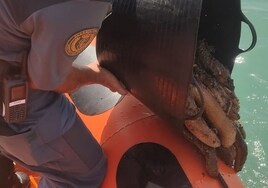 Recuperan 30 kilos de pepinos de mar capturados ilegalmente en Chiclana