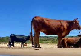 La Junta subraya  la labor que realizan los jóvenes ganaderos en la Sierra de Cádiz