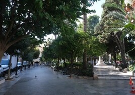 El Ayuntamiento sustituirá cinco árboles de la Plaza Candelaria  por alto riesgo de caída