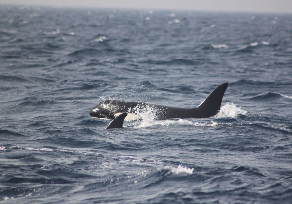 Las interacciones con orcas hacen peligrar el crecimiento del sector