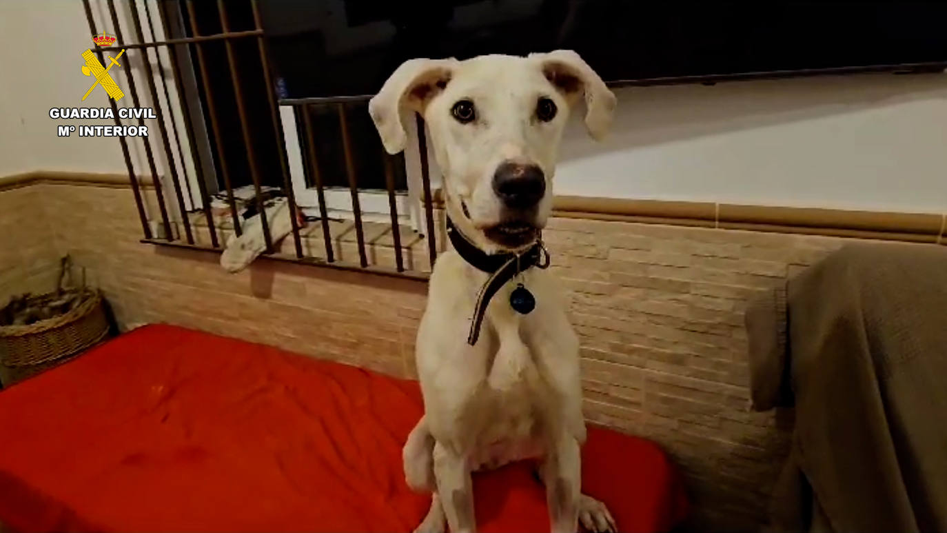 Detenido el responsable de la muerte de dos perros por maltrato animal en San José del valle