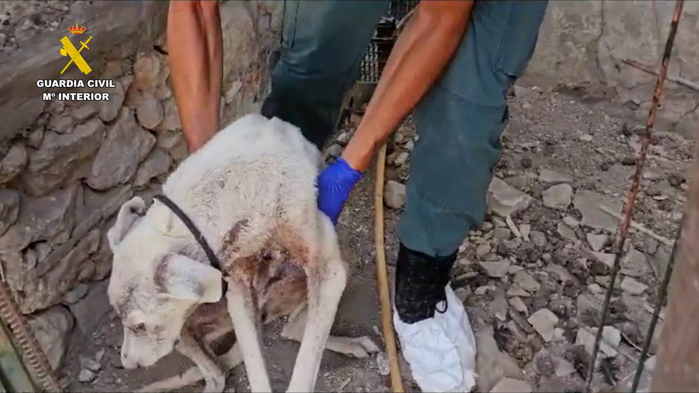 Detenido el responsable de la muerte de dos perros por maltrato animal en San José del valle