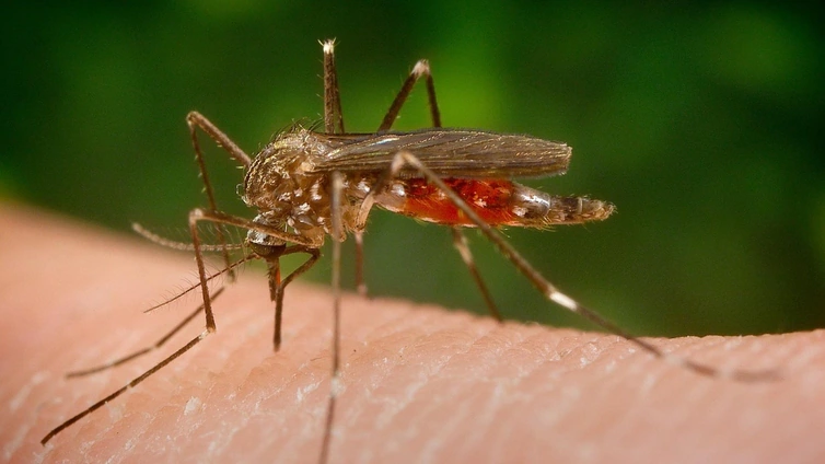 El virus del Nilo sigue presente en mosquitos en diversos municipios de la provincia de Cádiz