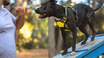 Ley de Bienestar Animal 2023: qué día entra en vigor, normas para los dueños de perros y novedades