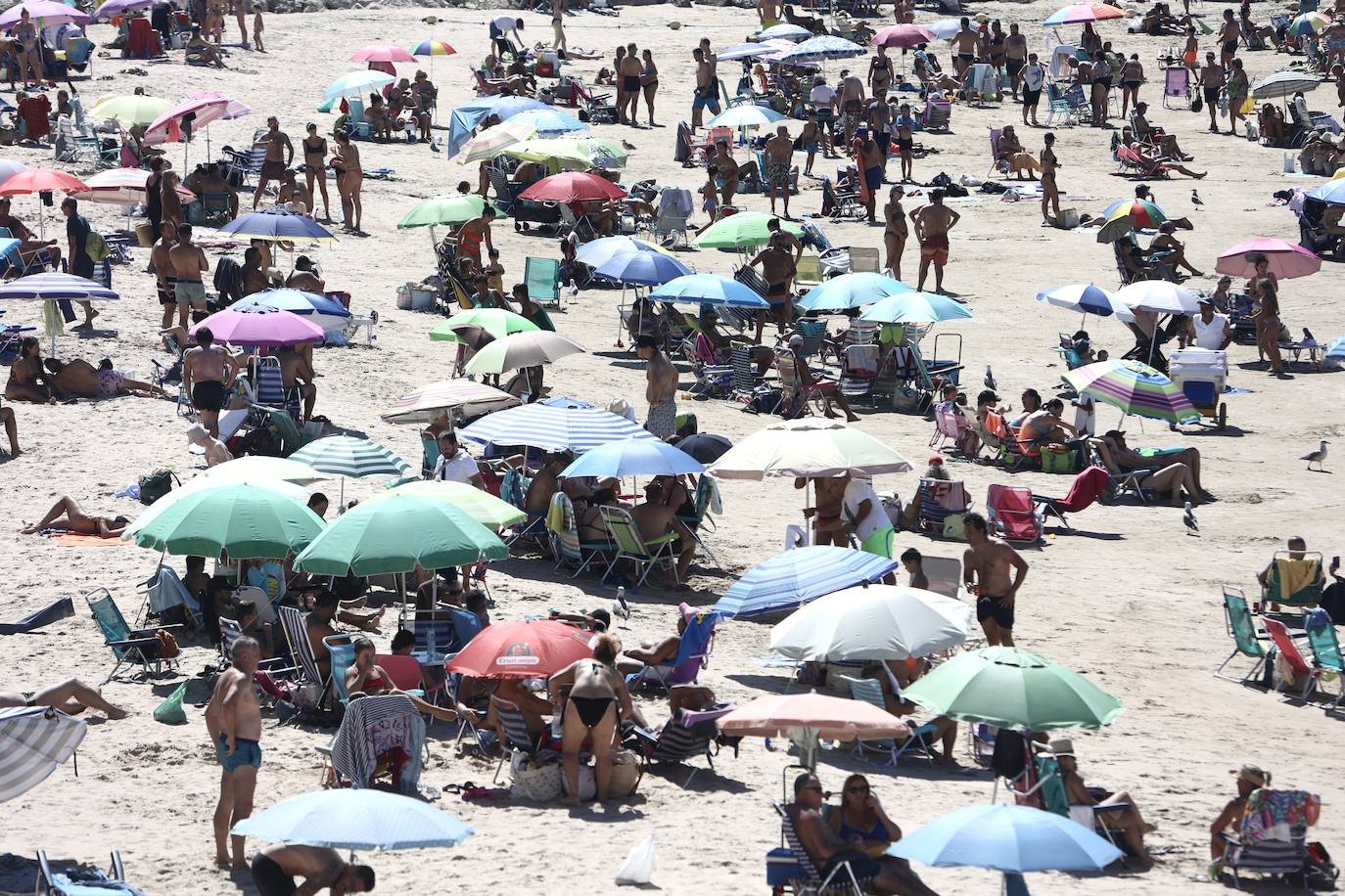 Fotos: Los gaditanos disfrutan del &#039;veroño&#039;... y con sus mascotas