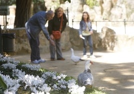 Los patos del Parque Genovés, de mudanza