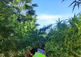 Desmantelan varias plantaciones de marihuana en Jerez y El Puerto