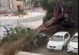 Vídeo: Cae un árbol y destroza un coche en el Almendral en Jerez