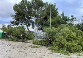 Trebujena y Jerez pedirán la declaración de Zona Gravemente Afectada tras el paso de la borrasca Bernard