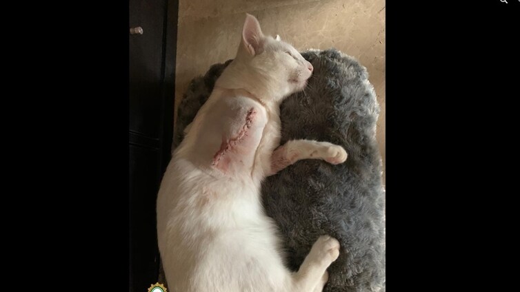 Un gato muerto y otro con la pata amputada: la Policía busca a los autores de los disparos a una colonia de felinos en Puerto Real