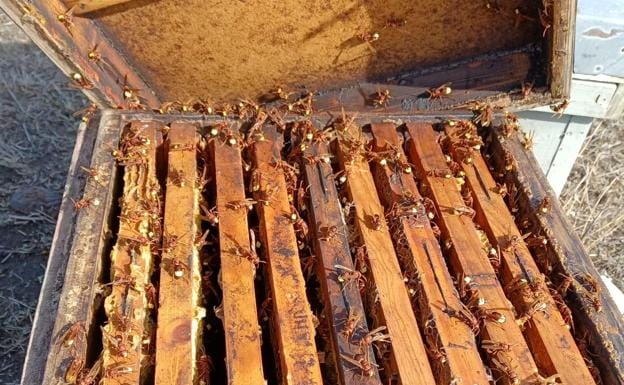 Estas especies invasoras atacan a las colmenas de abejas