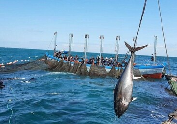 El País Vasco puede quedarse con el atún rojo de Cádiz