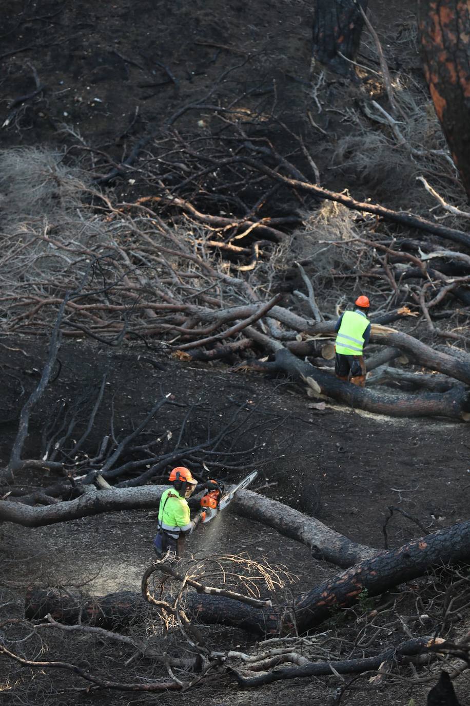 Fotos: Así está Las Canteras, cuatro meses después del fatal incendio del pasado verano