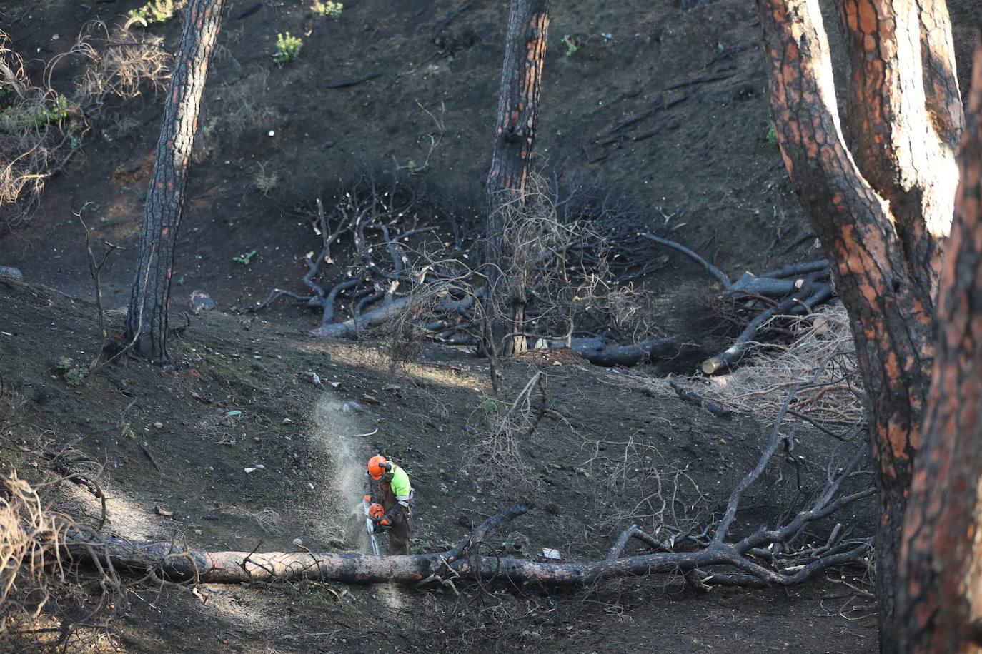 Fotos: Así está Las Canteras, cuatro meses después del fatal incendio del pasado verano