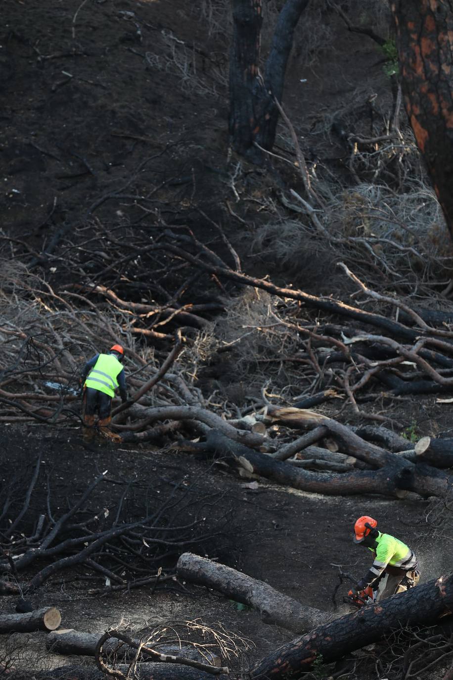 Fotos: Así está Las Canteras, cuatro meses después del fatal incendio del pasado verano