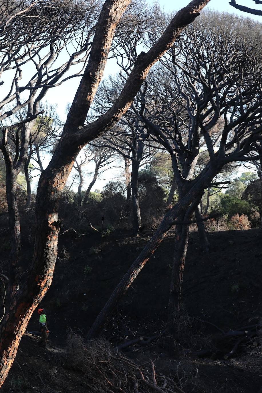 Fotos: Así está Las Canteras, cuatro meses después del fatal incendio del pasado verano