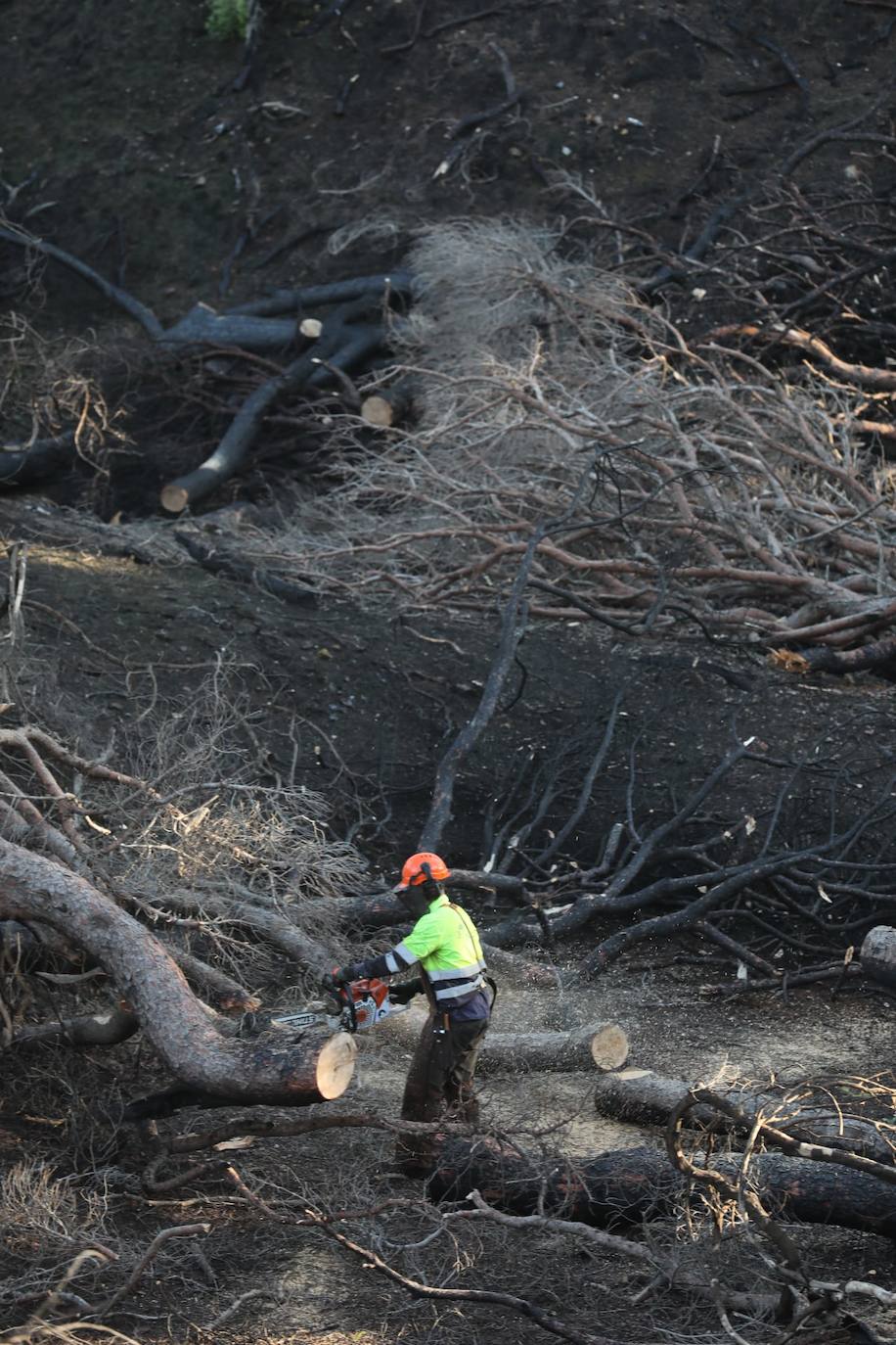 Fotos: Así está Las Canteras, cuatro meses después del fatal incendio del pasado verano