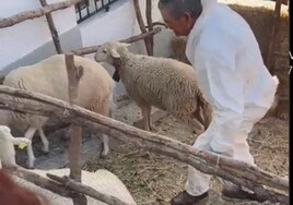 Vídeo: Nacen dos corderos en el belén viviente de Medina, en Cádiz