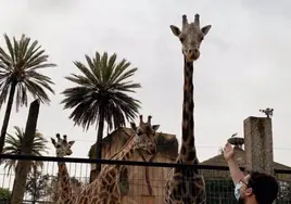 Muere la jirafa 'Jerez', uno de los animales más emblemáticos del Zoo jerezano