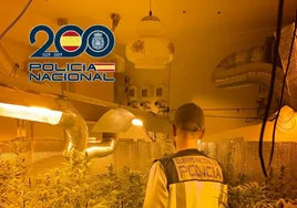 Nueve detenidos tras desarticular distintas plantaciones de marihuana en Jerez