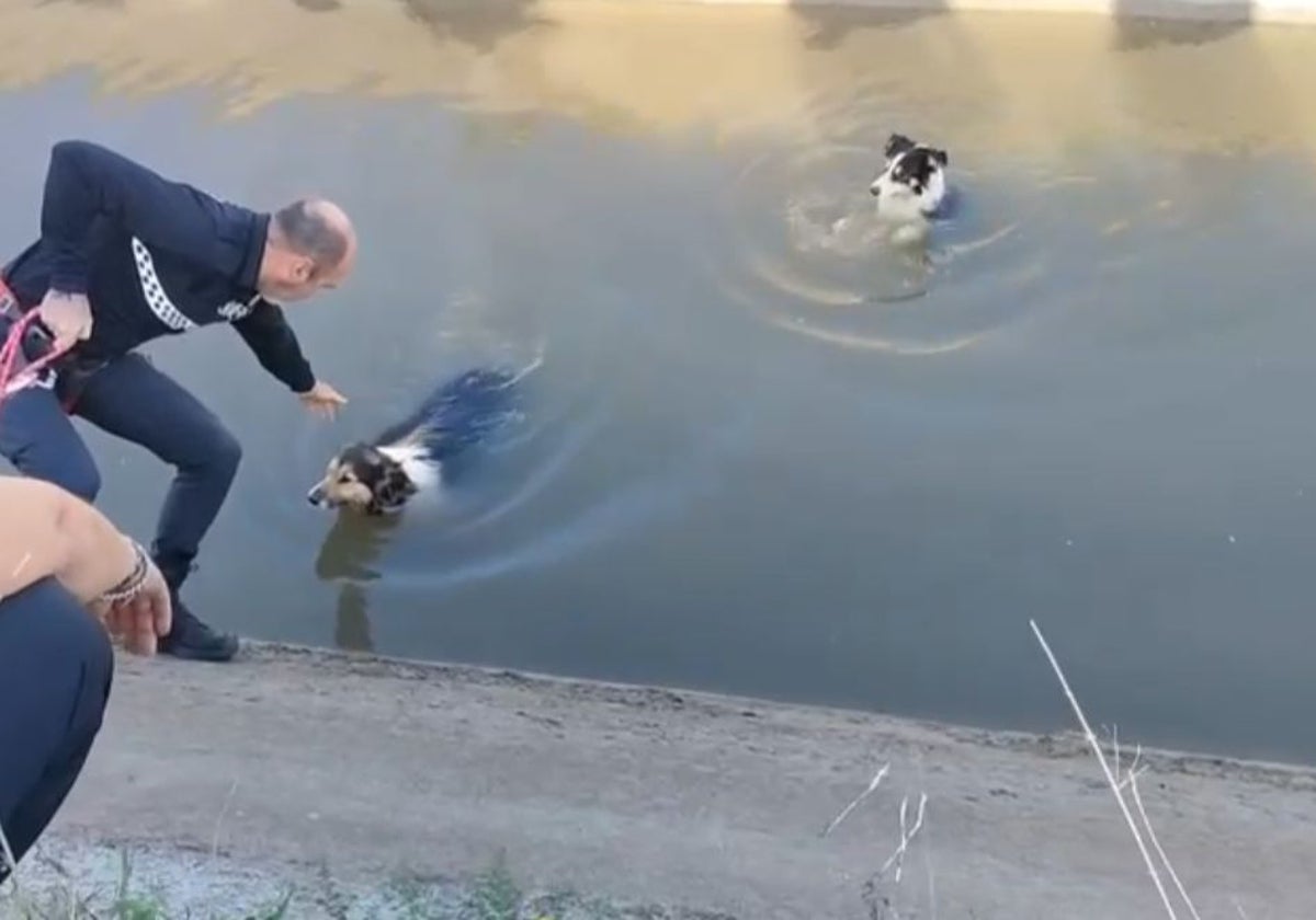 Policía Local rescata a dos perros que se habían caído a un canal de El Puerto