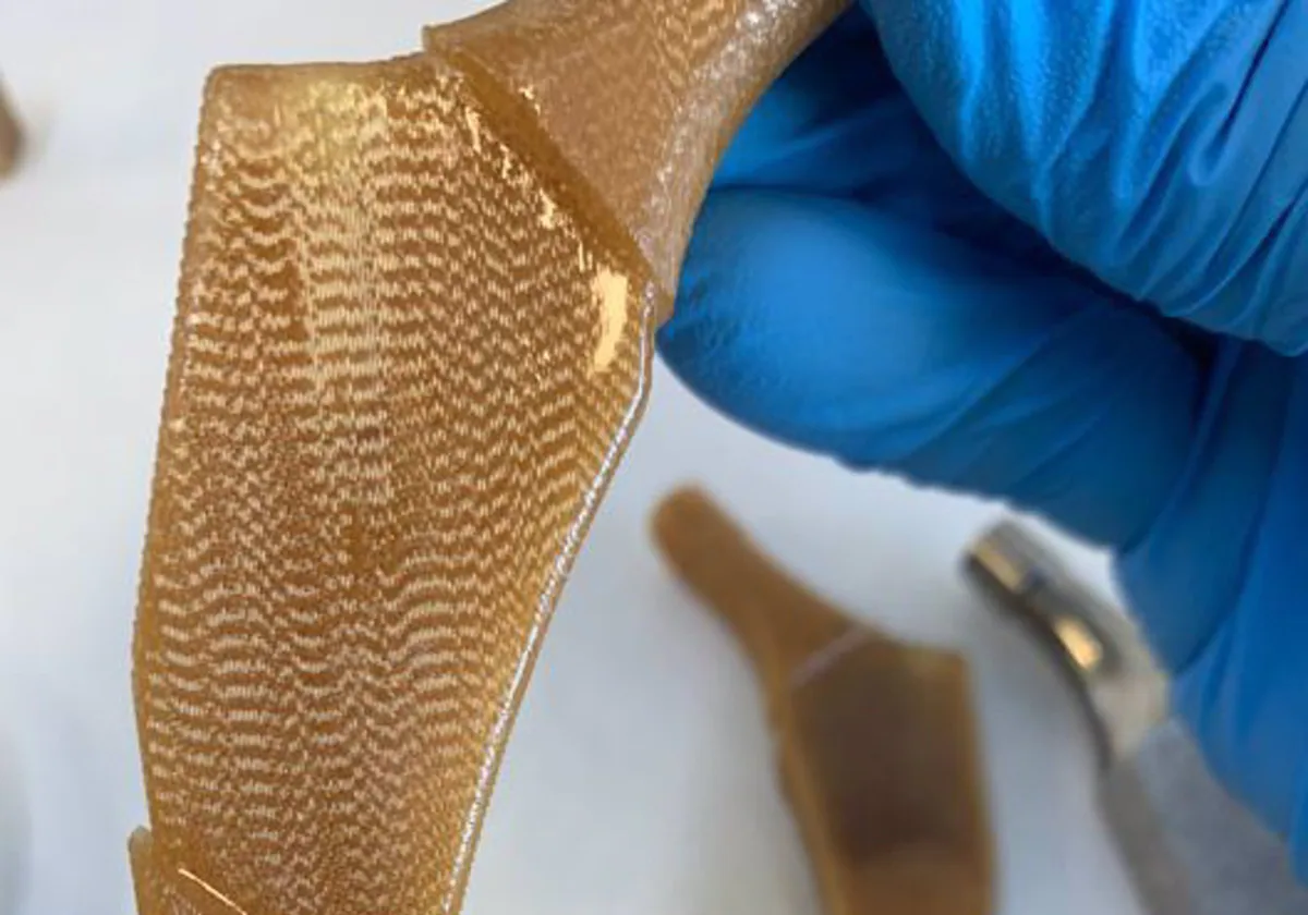 Un equipo de la UCA diseña un biomaterial hecho con residuos de remolacha para regenerar huesos