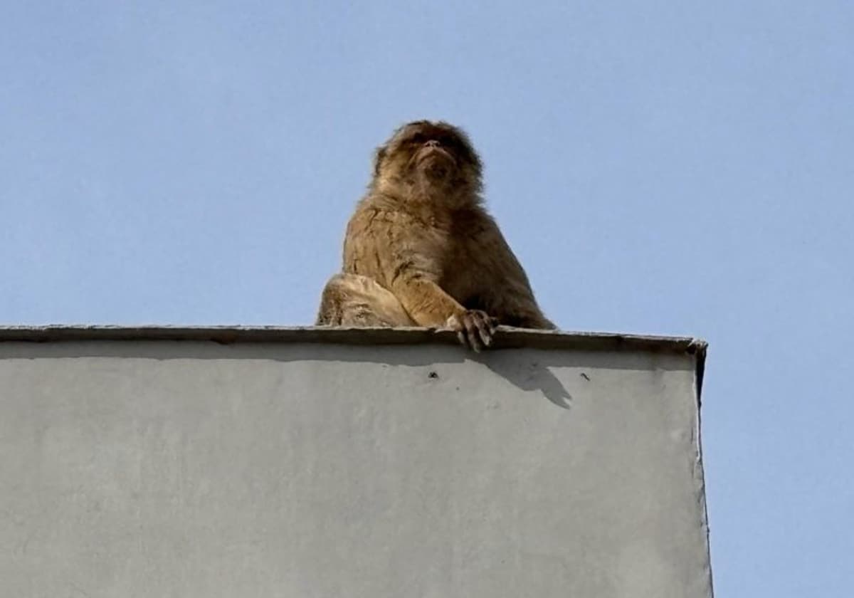 El mono, en un tejado de la Línea