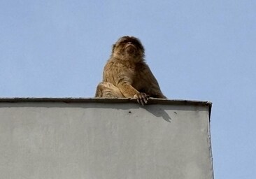 'Operación Macaco': intentan capturar a un mono de Gibraltar que trepa de tejado en tejado por La Línea