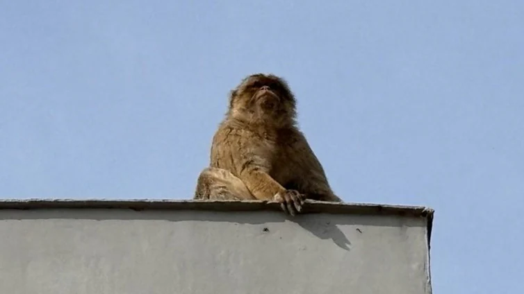 'Operación Macaco': intentan capturar a un mono de Gibraltar que trepa de tejado en tejado por La Línea