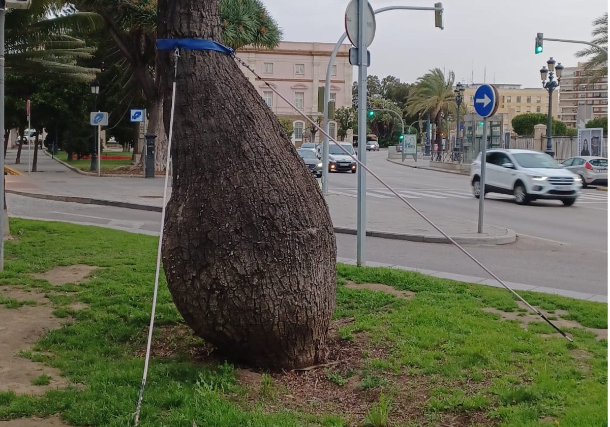 Imagen del ejemplar de 'Chorisia' que será sustituido por otro árbol singular