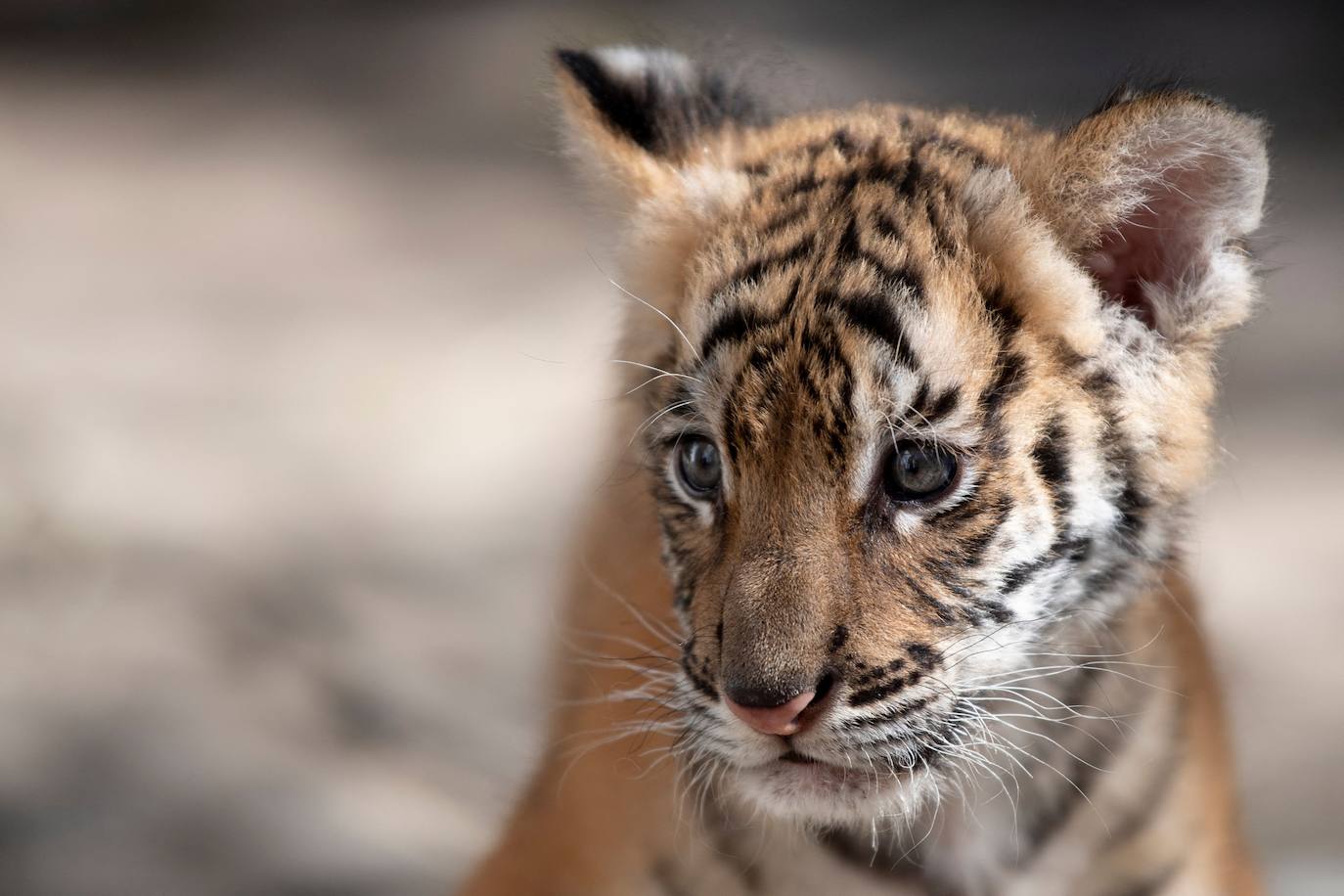El cachorro de tigre de Bengala que ha nacido en un rinconcito de Cádiz