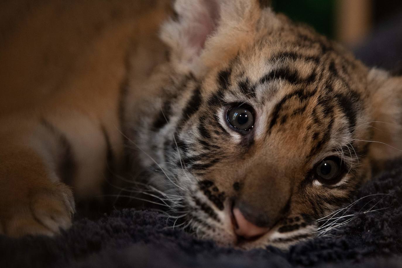 El cachorro de tigre de Bengala que ha nacido en un rinconcito de Cádiz