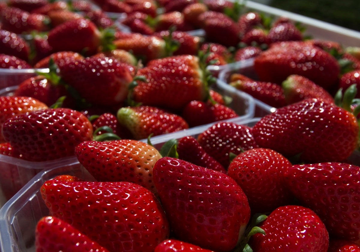 Alerta sanitaria: el Puerto de Algeciras, punto de entrada de las fresas de Marruecos en las que se ha detectado el virus de la hepatitis A