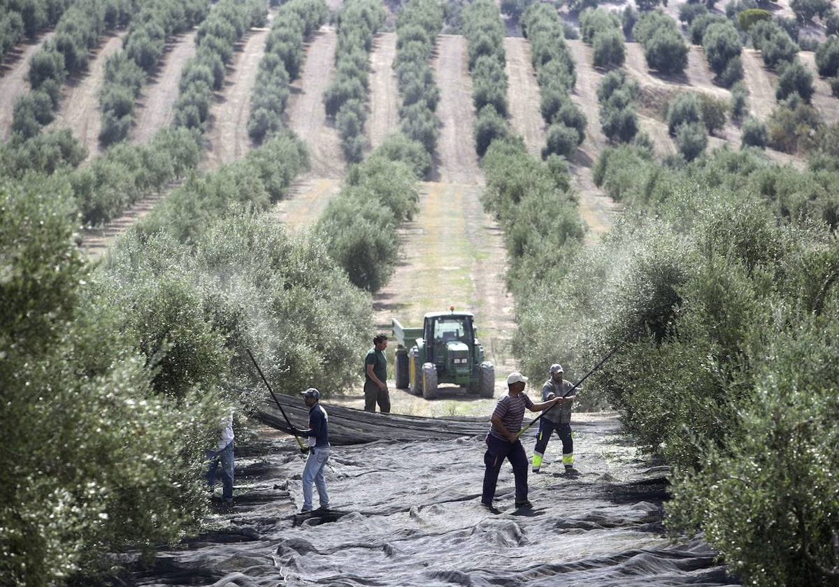 El cambio climático y su incidencia en la floración de las plantas