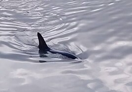 Un tiburón zorro asoma su aleta en este puerto gaditano