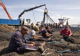 A toda máquina en las almadrabas gaditanas ante un posible adelanto de la campaña de pesca