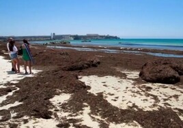 La Diputación destinará 340.000 euros a combatir los efectos del alga invasora en la provincia de Cádiz