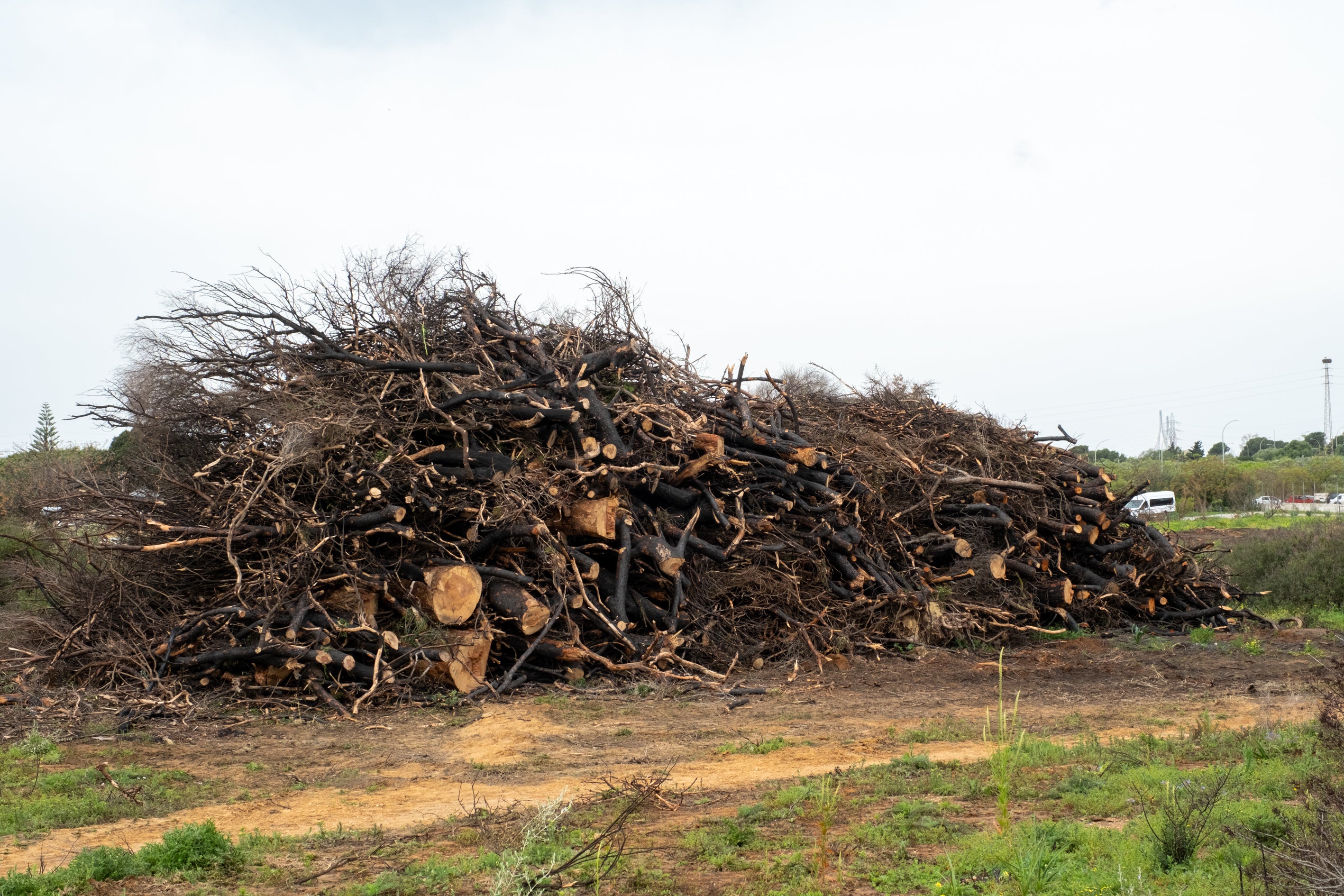 Fotos: Así está Las Canteras siete meses después del incendio