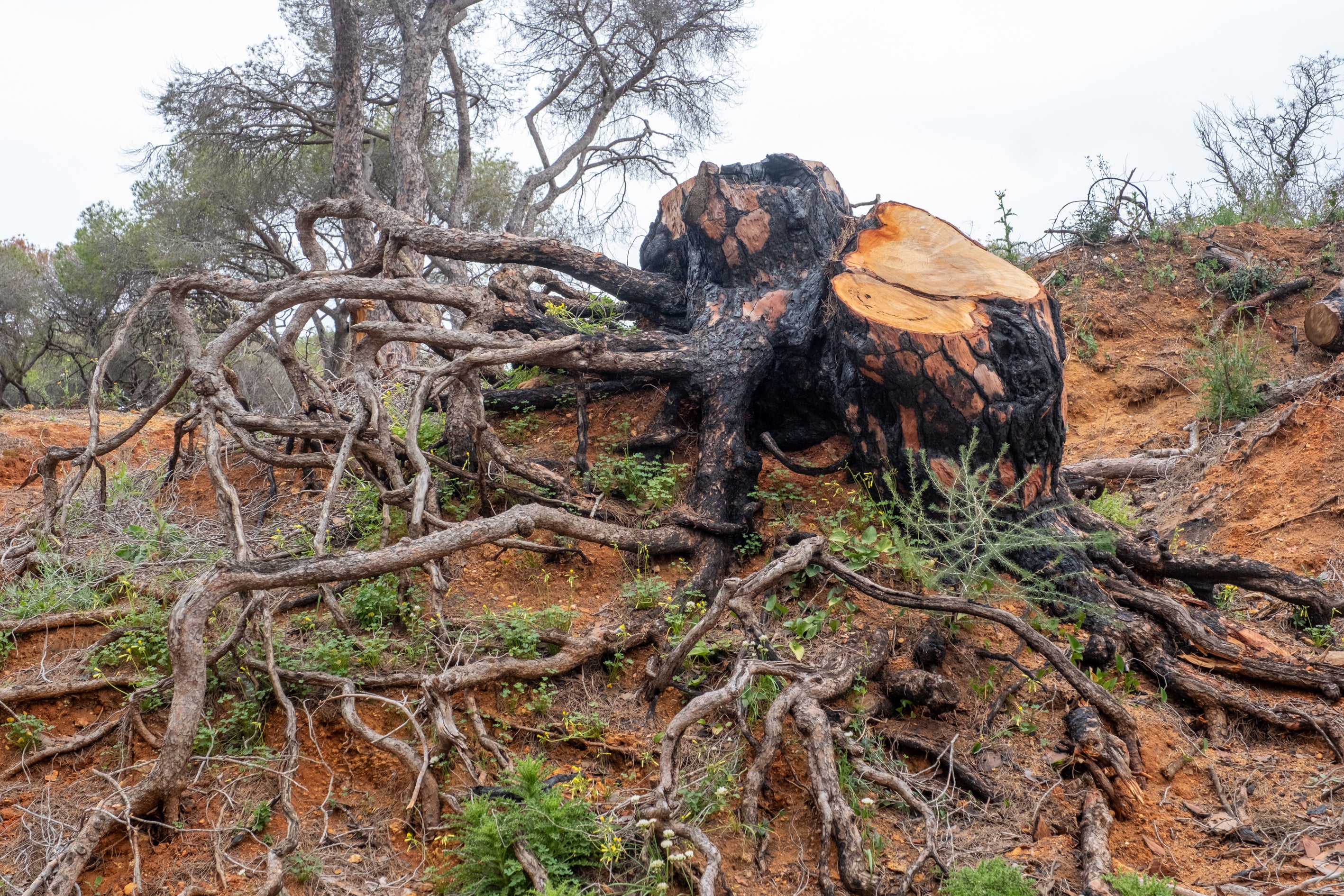 Fotos: Así está Las Canteras siete meses después del incendio