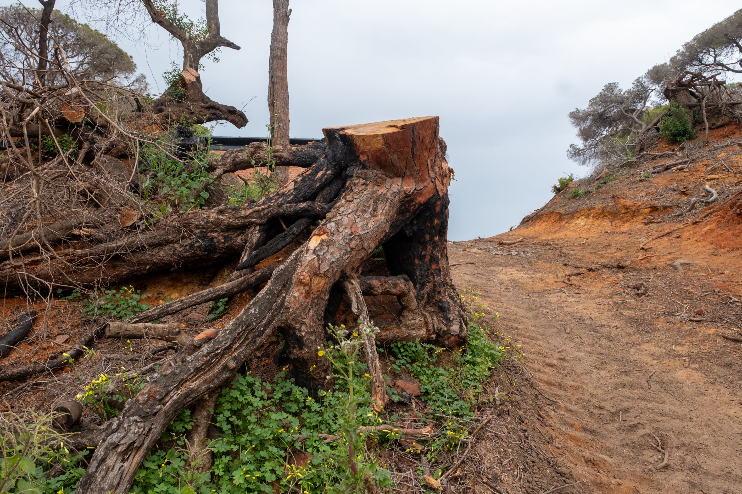 Fotos: Así está Las Canteras siete meses después del incendio