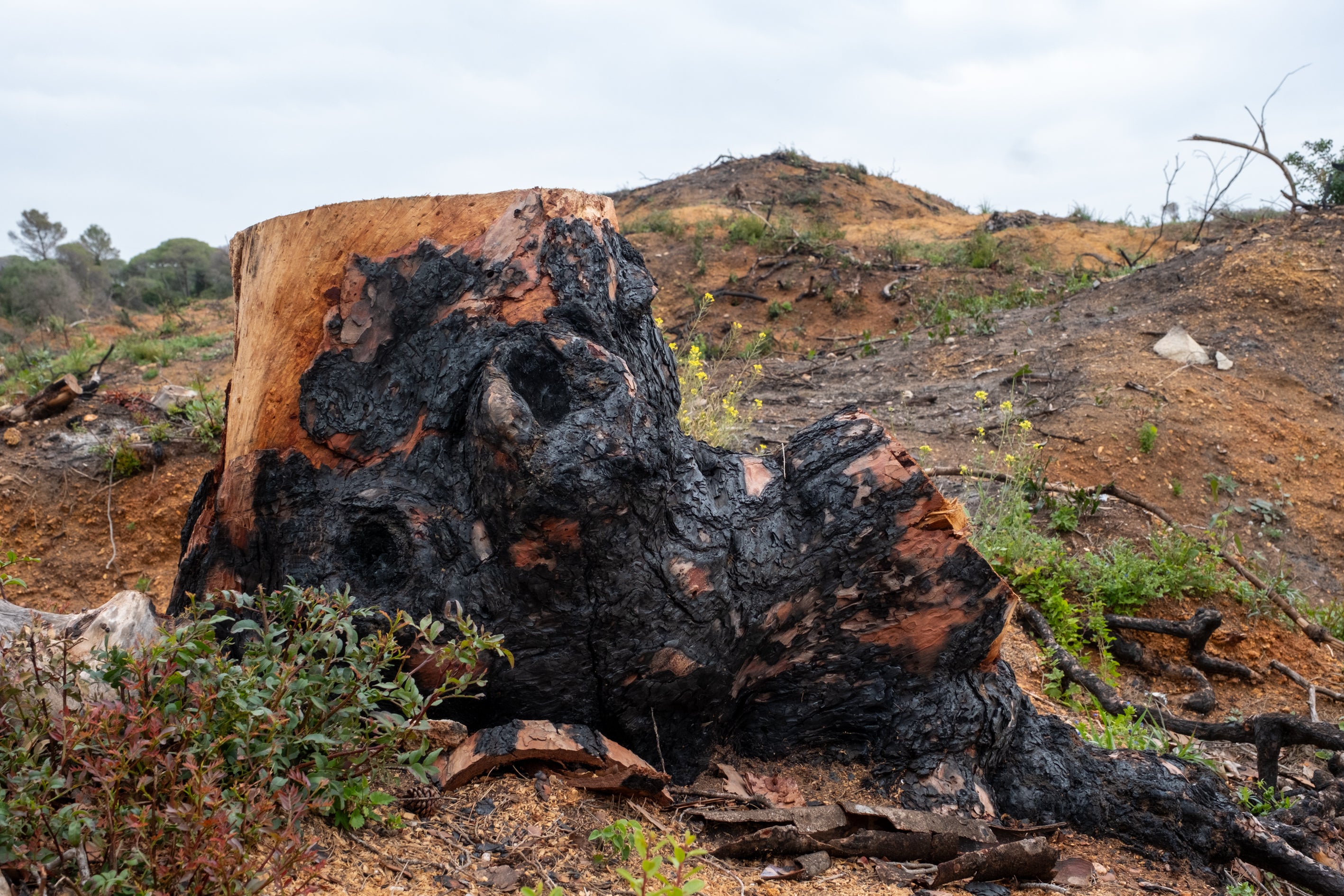 Fotos: Así está Las Canteras siete meses después del incendio